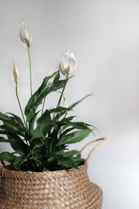 Close-up of white flowering plant