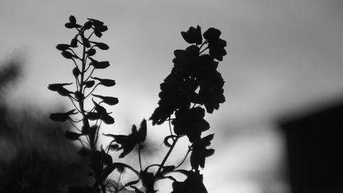 Low angle view of plant against sky