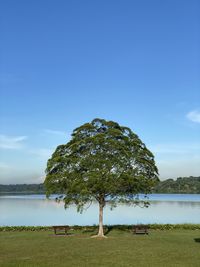 Tree on field by lake against sky