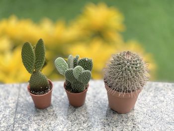 Close-up of succulent plant