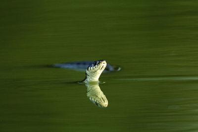 Grass snake swimming on the lake, kopacki rit, croatia