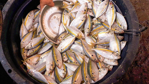 High angle view of fish for sale in market