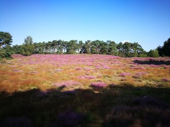 Scenic view of flowering trees on field against clear blue sky