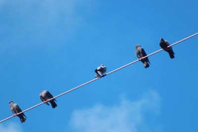 Low angle view of birds perching on power line