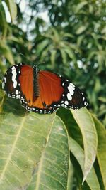 Close-up of butterfly on leaves