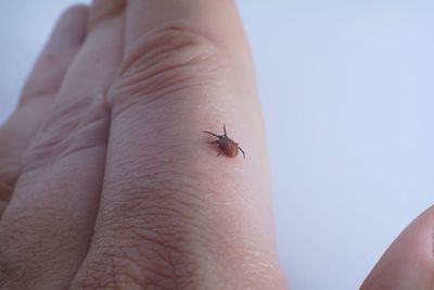 Close-up of human hand on finger