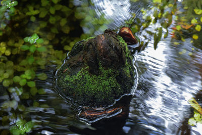 Duck in a lake