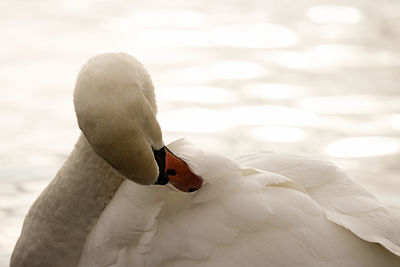 Close-up of swan