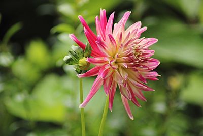 Close-up of pink flower blooming outdoors