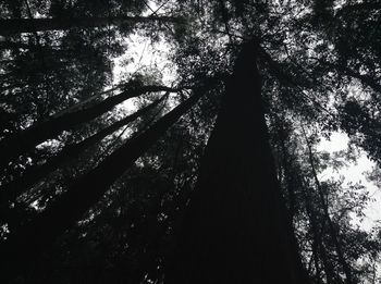 Low angle view of silhouette trees against sky