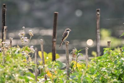 View of bird perching on plant