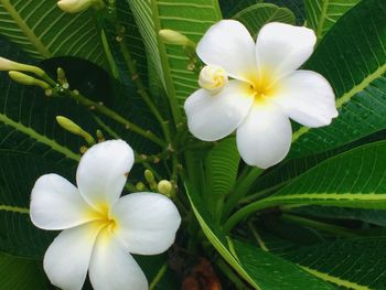 Close-up of white flowers