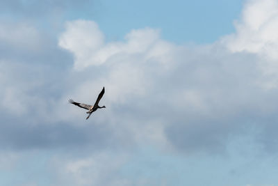 Low angle view of airplane flying in sky