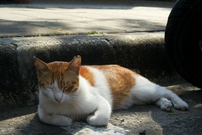 Close-up of cat lying on tiled floor