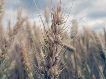 Close-up of wheat growing on field