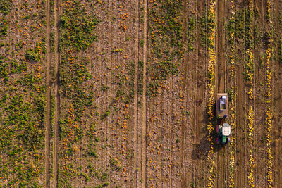 High angle view of a tractor and its tire tracks on a pumpkin field in germany