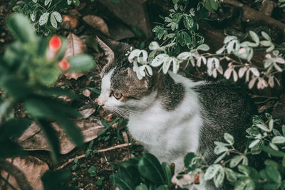 Cat relaxing in a plant