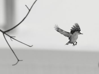 Bird flying over the background