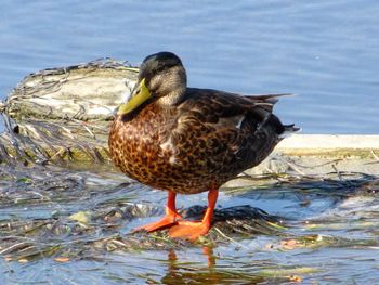 Close-up of bird perching on lake