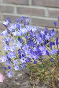 Close-up of purple flowering plant