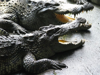 Close-up of crocodile in water