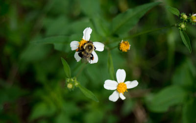 Close-up of honey bee pollinating on white flower