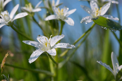 Close-up of wet flower