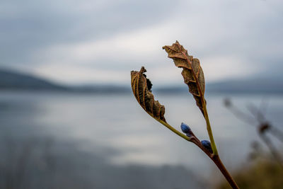 Close-up of plant against sky