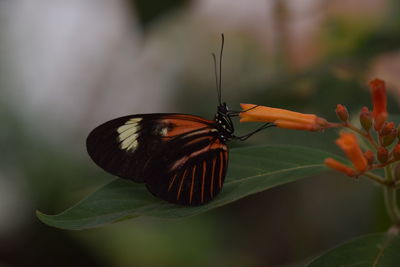 Close-up of butterfly pollinating flower