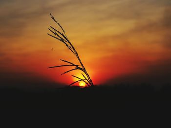 Close-up of silhouette plant against orange sky