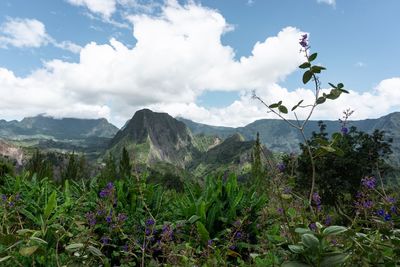 Scenic view of flowering plants and mountains against sky