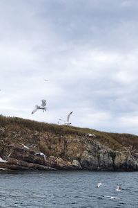 Seagull flying over sea against sky