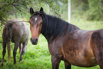 A portrait of a rusty beautiful horse with a black mane on a summer day 