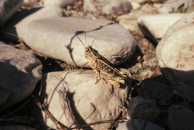 High angle view of insect on rock