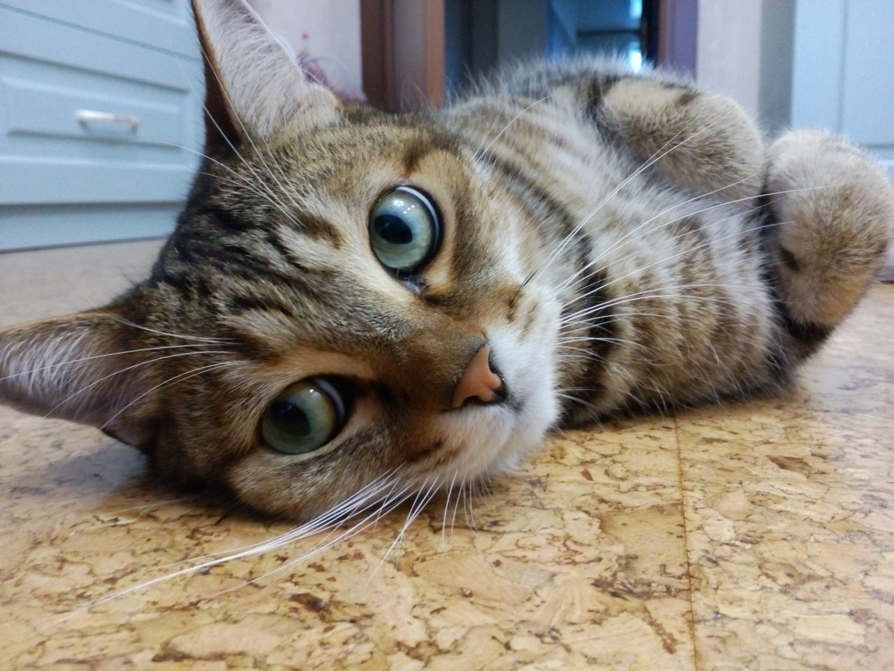 one animal, domestic animals, animal themes, pets, domestic cat, close-up, mammal, cat, indoors, feline, whisker, portrait, animal head, looking at camera, relaxation, resting, curiosity, lying down, focus on foreground, zoology, no people, tabby, whiskers