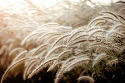 Close-up of plants