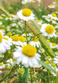 Close-up of white daisy flowers