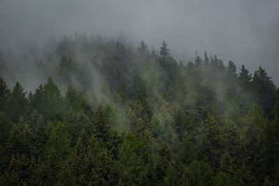 Trees in forest during foggy weather