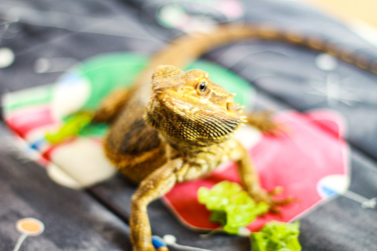 animal, animal themes, one animal, vertebrate, animal wildlife, close-up, animals in the wild, no people, selective focus, focus on foreground, reptile, nature, day, outdoors, lizard, flower, food and drink, food, mammal, animal body part, animal head