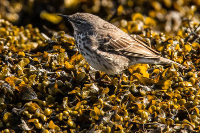 Close-up of bird perching outdoors