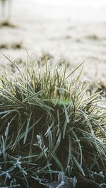 Close-up of plants on field during winter