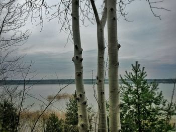 Trees against cloudy sky
