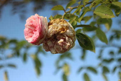 Close-up of pink flowering plant