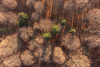 Late autumn aerial view of foggy woods