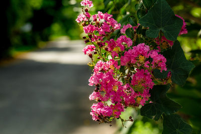 Close-up of pink flowering plant