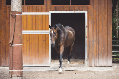 Horse standing in stable