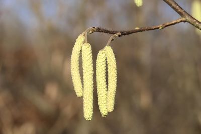 Close-up of plant hanging on branch