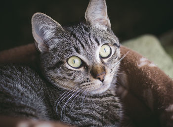 Close-up portrait of tabby cat