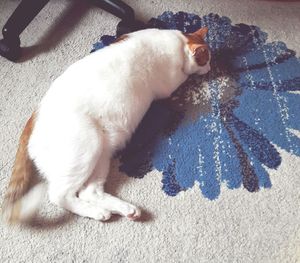 Dog lying down outdoors