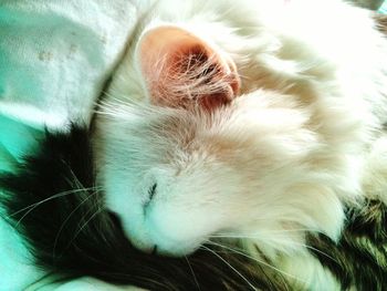 Close-up of cat sleeping on bed